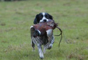 Gundog with pheasant