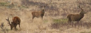 BASC Deer Management Scheme – Isle of Arran