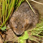 Water vole