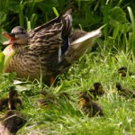 Mallard with ducklings