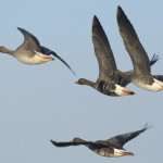 White fronted goose by northeastwildlife.co.uk