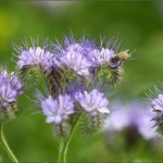 Phacelia by Chris Bright of Bright Seeds