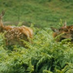 deer in bracken320