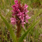 Early Marsh orchid, Lindisfarne