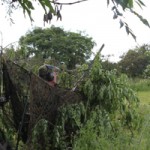 Pigeon shooting - JO