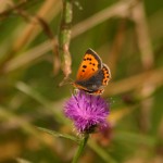 Insects, Small Copper feeding on Knapweed