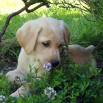 Yellow labrador puppy by Rebecca Bailey