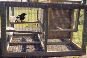 Magpie in larsen trap