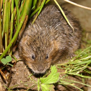 watervole