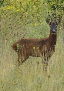 roe_deer-00080