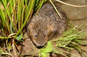 Water vole