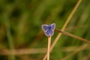 Common Blue butterfly