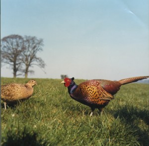 Cock and hen pheasant in field