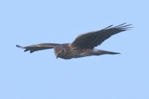 hen_harrier-NE Wildlife