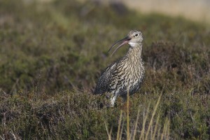 Picture courtesy of www.northeastwildlife.co.uk