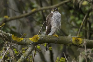 Picture courtesy of www.northeastwildlife.co.uk