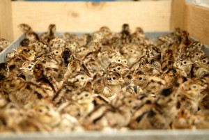 * Pheasant chicks in hatcher tray