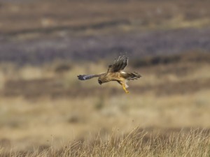 hen_harrier-00024