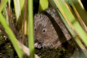 Picture courtesy of  www.northeastwildlife.co.uk