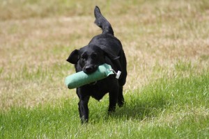 Gundog Day