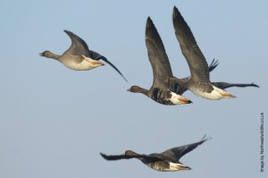 White fronted goose by northeastwildlife.co.uk