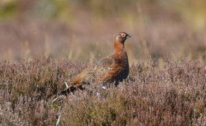 Grouse 2