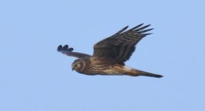 hen_harrier