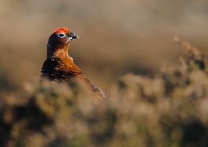 red_grouse-00084