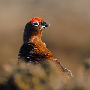 red_grouse-00084-1