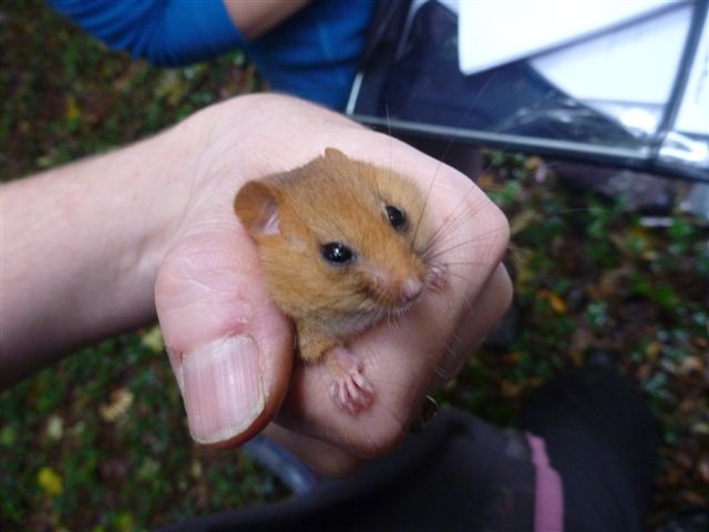 dormouse-3