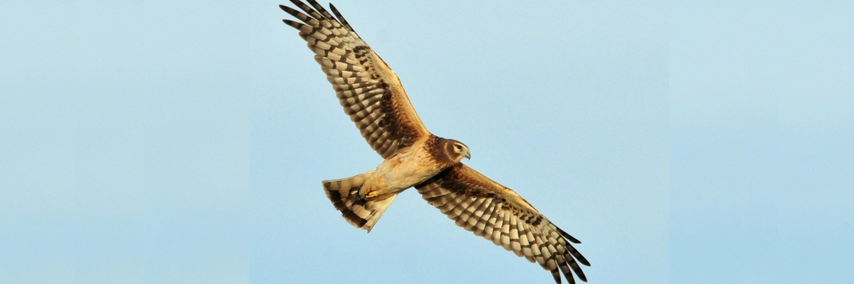 Hen Harrier