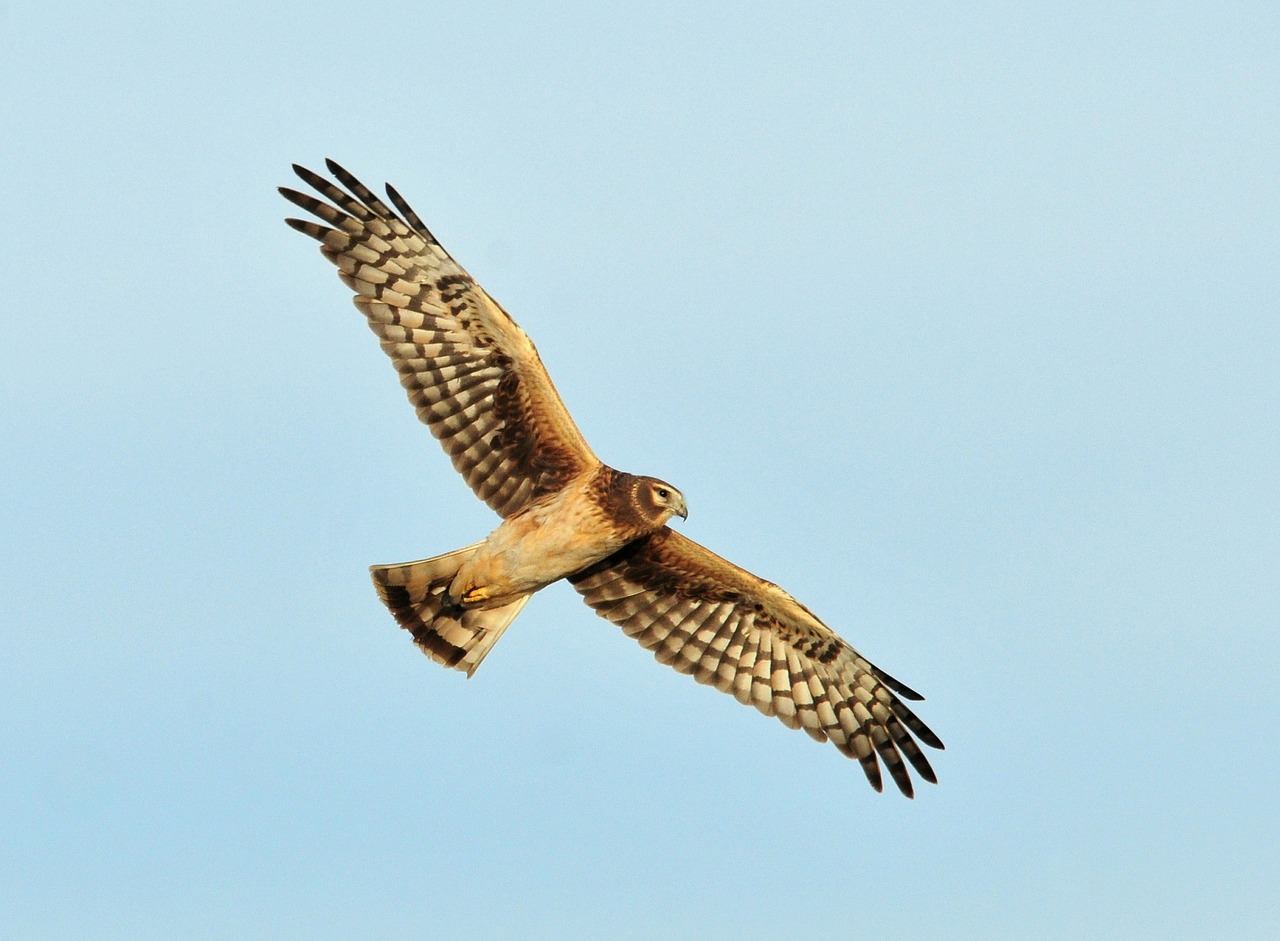 Hen Harrier